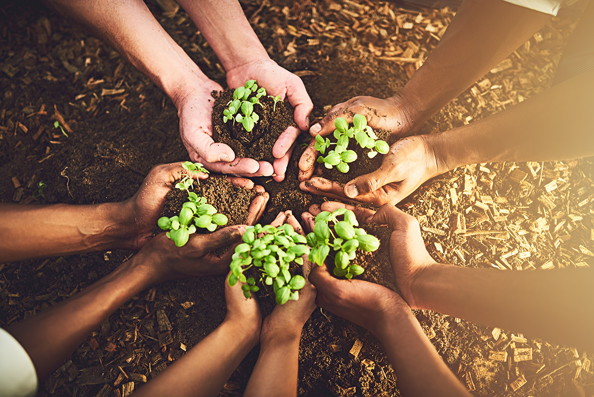 hands holding soil and baby plants